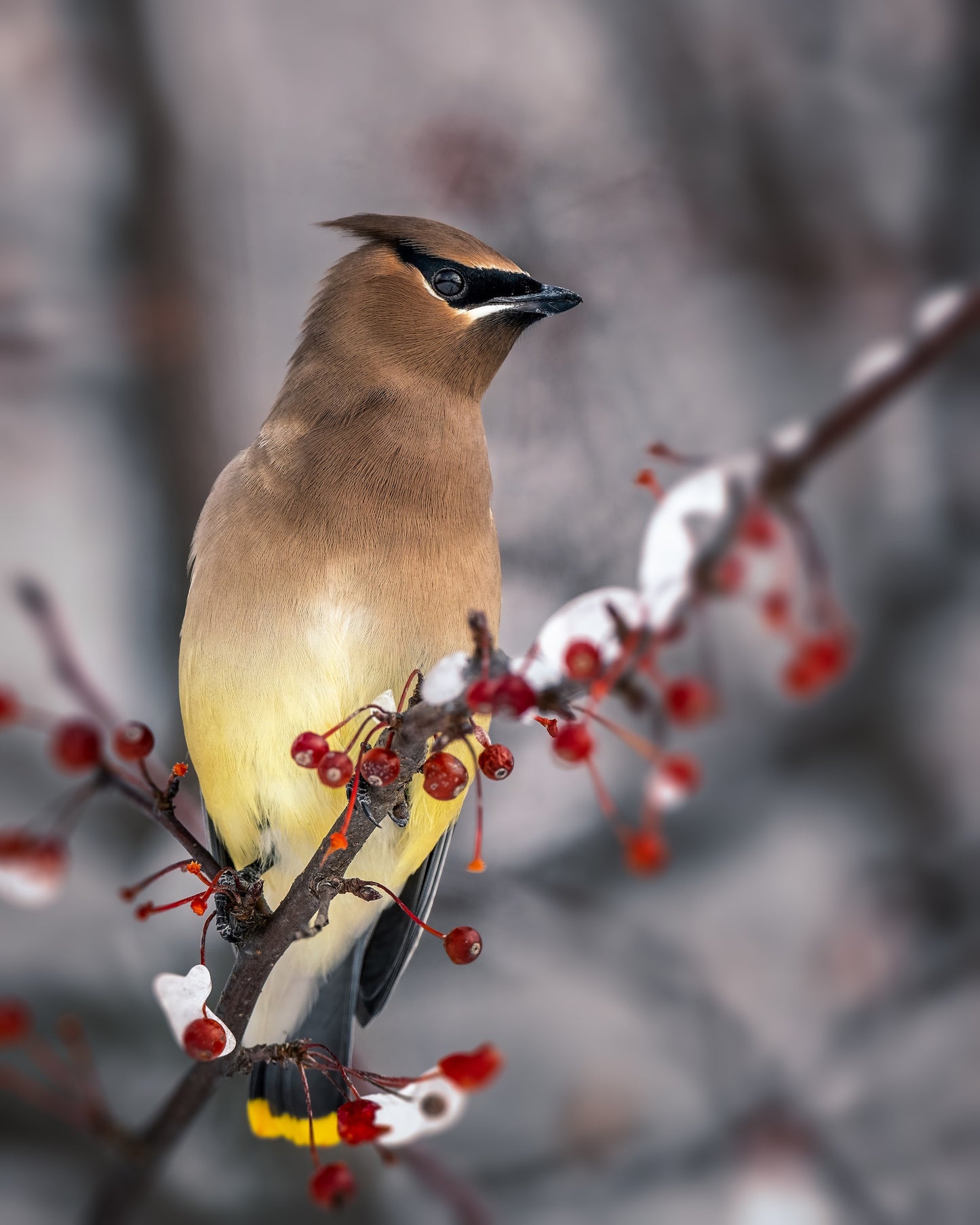 Cedar Waxwing Skinny Tencel Scarf- Raven