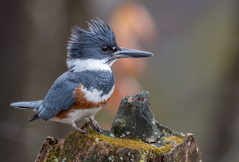 Belted Kingfisher tencel/ seacell Classic Scarf- Raven