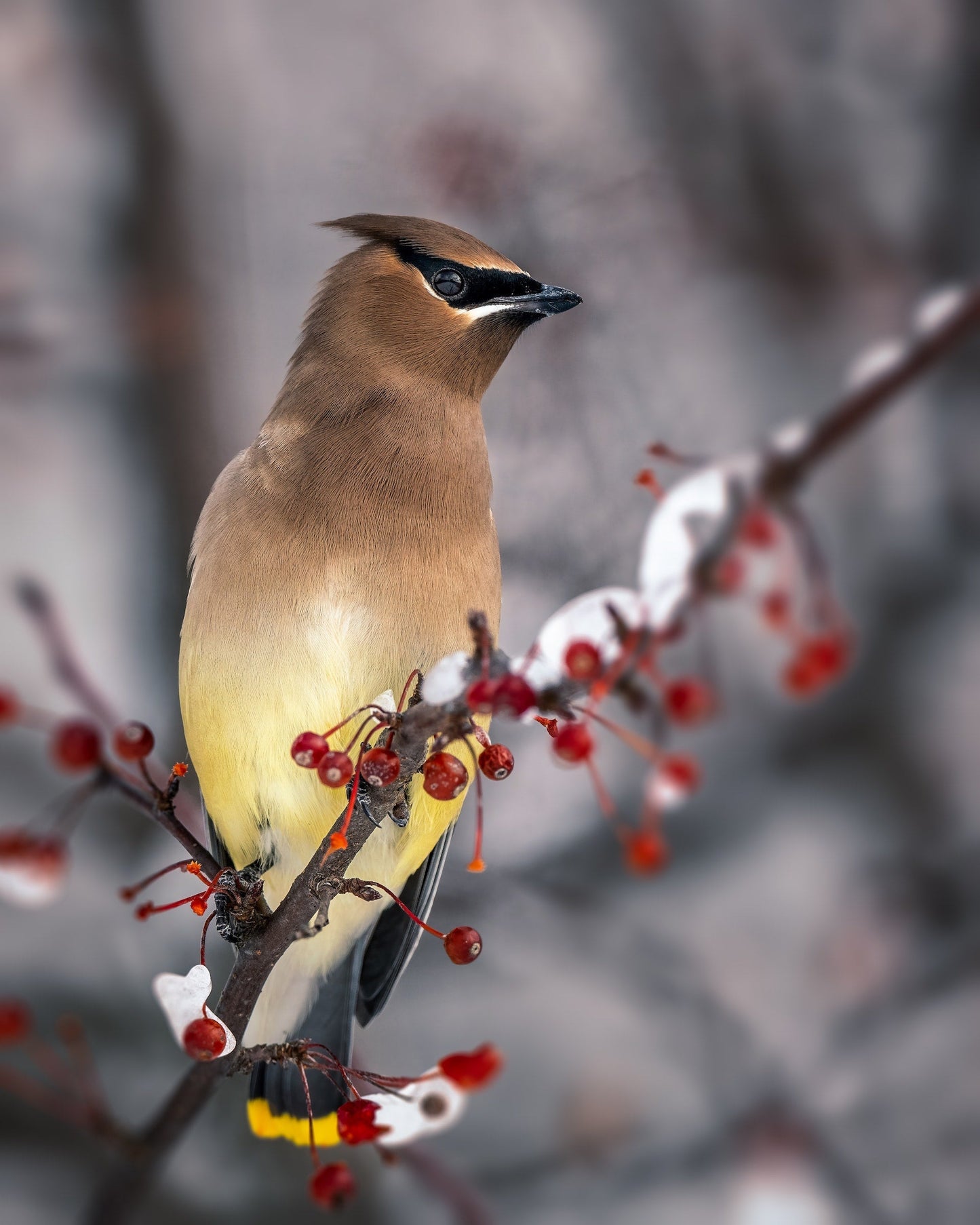 Cedar Waxwing Classic Tencel Scarf- Pheasant Grey