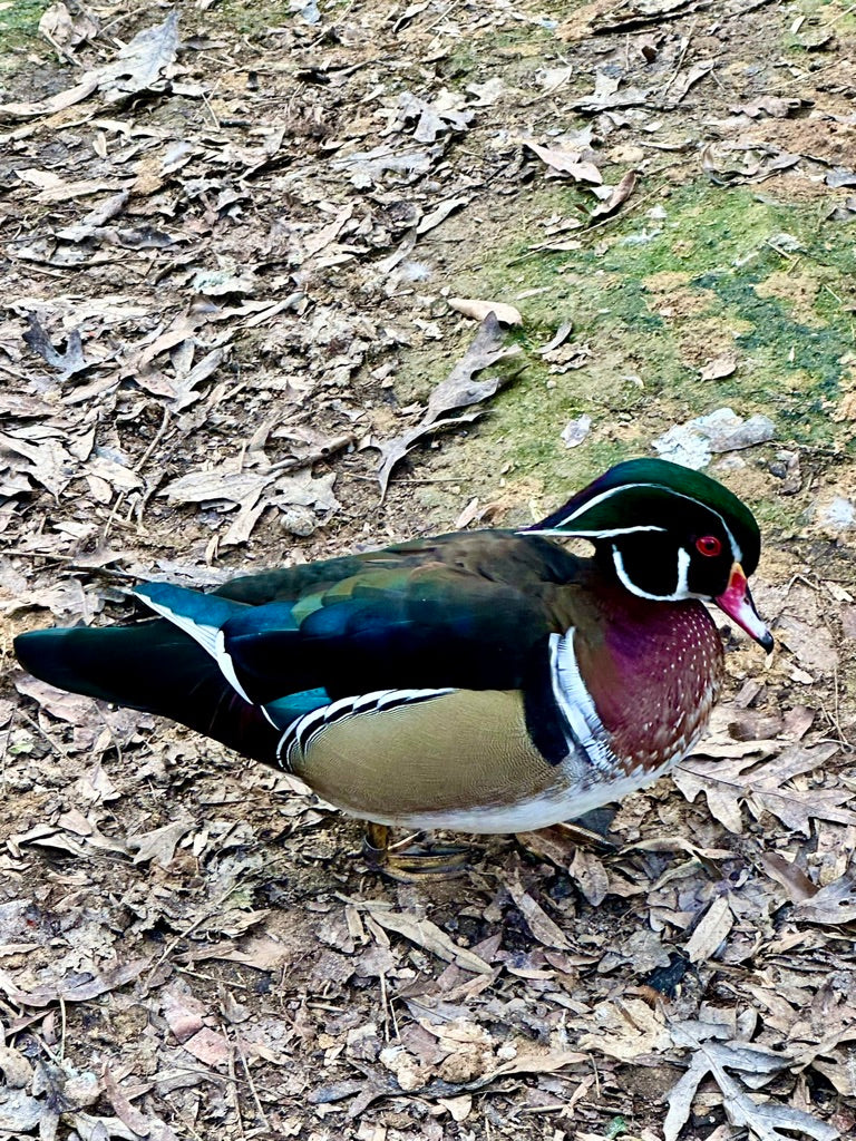 Wood Duck classic tencel scarf- golden