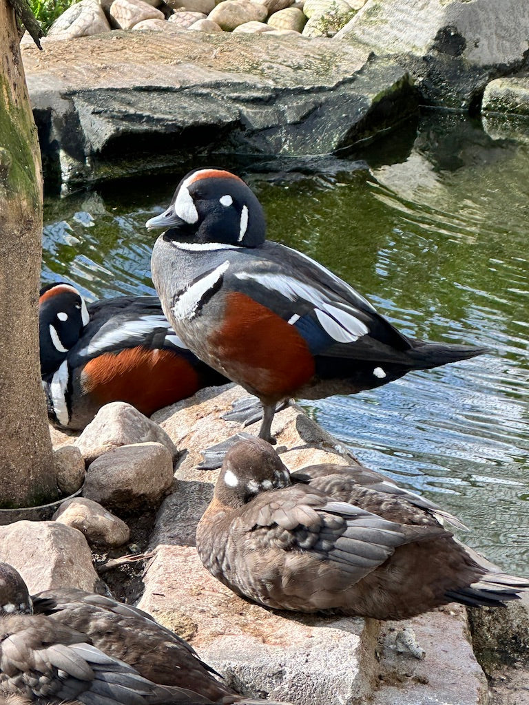 Harlequin Duck Tencel Classic Scarf -Barn Swallow