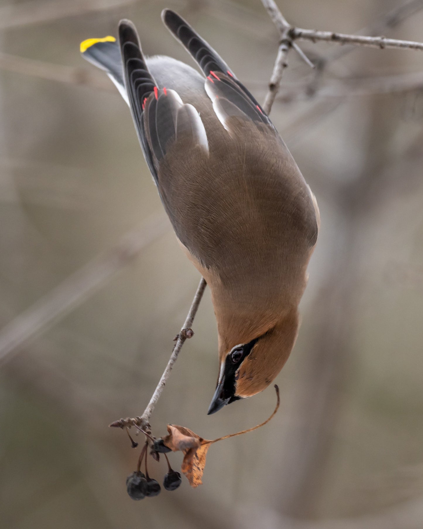 Cedar Waxwing Classic Tencel Scarf- Pheasant Grey