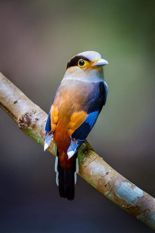 Silver Breasted Broadbill Classic Scarf - Barn Swallow