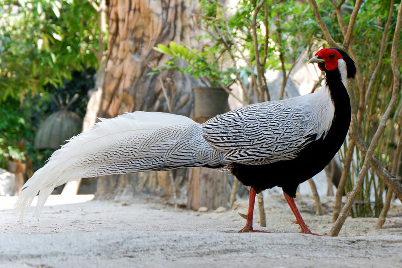 Silver Pheasant Capelet